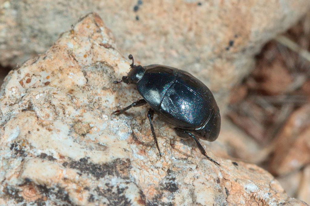 Da identificare: Histeridae, Saprinus cfr. aeneus